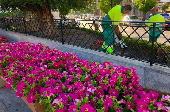 Ir a la noticia Un plan de limpieza especial y 1.800 plantas para engalanar la ciudad