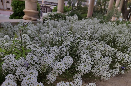 Ir a la noticia Una estampa de flores blancas posibilita la lucha natural contra la reciente plaga de pulgón en Cieza